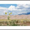 Anne Phillips Photography - Wild Bloom