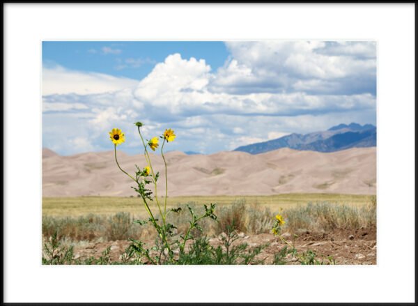 Anne Phillips Photography - Wild Bloom